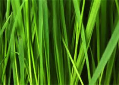 Lawn Install and Repair – Greenscape Lawn & Landscape